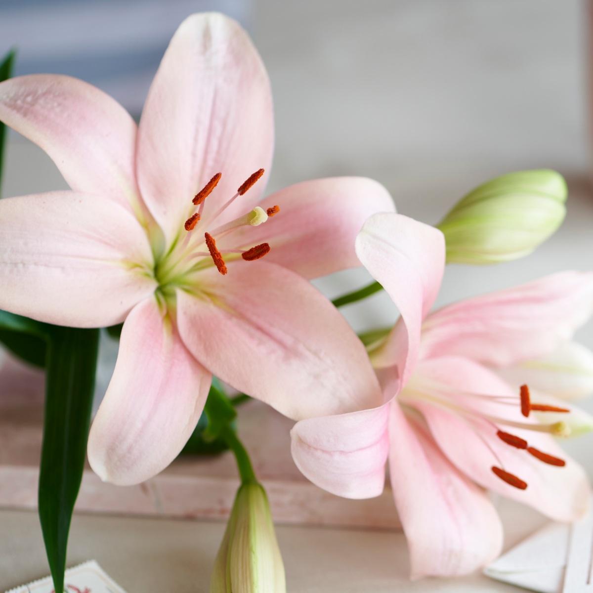 Lily Twin Flame Atlantis - La Hybrid Double 14/16Leo Berbee Bulb
